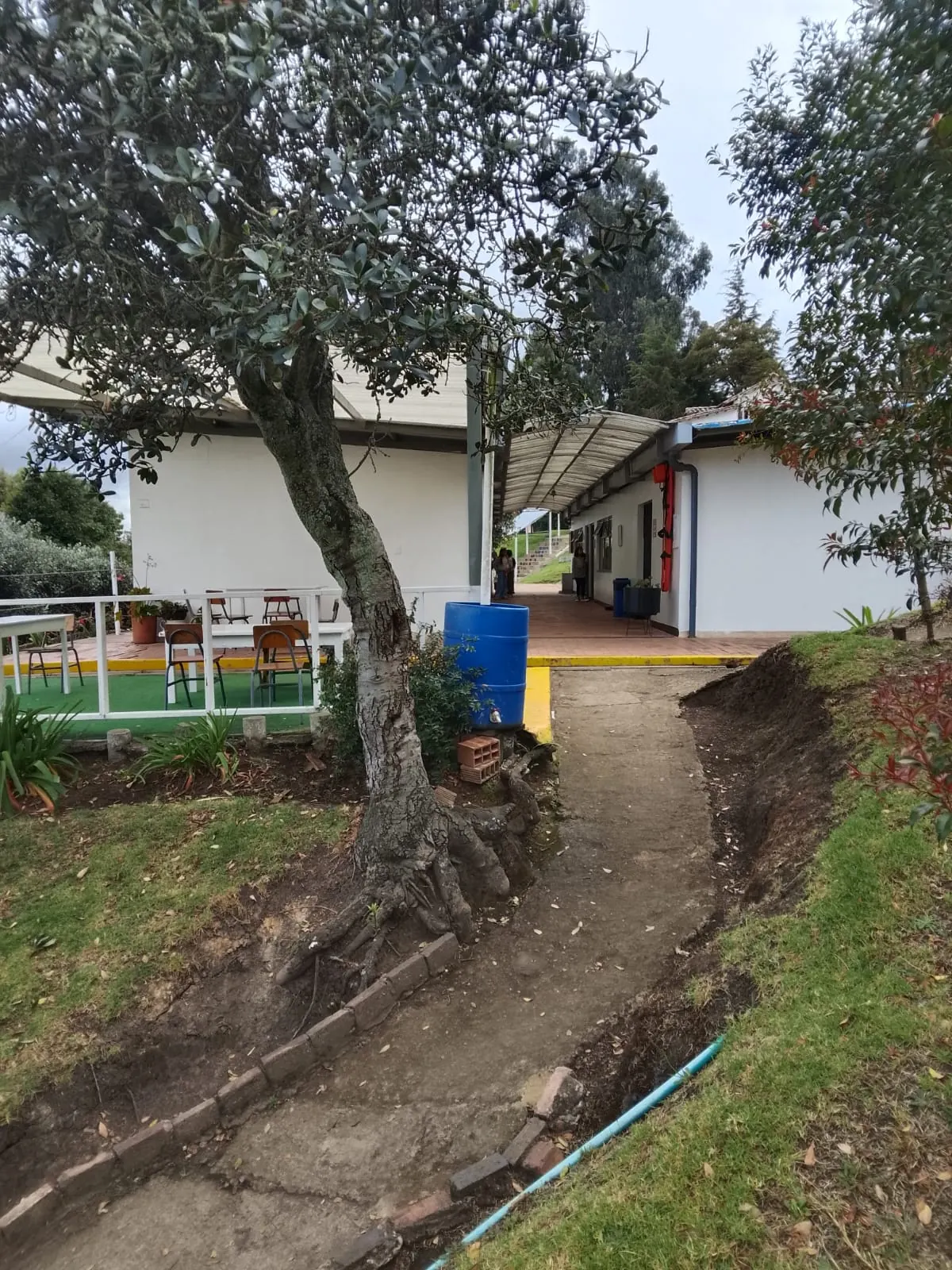 Árbol de gran tamaño en la zona verde del Colegio Jonathan Swift